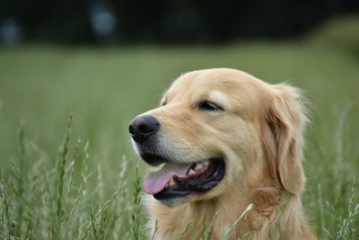 Close-up of dog looking away on field