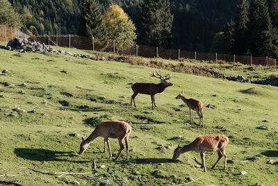 Deer grazing in a field