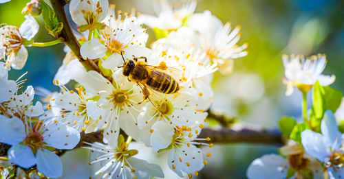 Close-up photo of a honey bee gathering nectar and spreading pollen on white flowers
