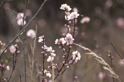 Close-up of cherry blossoms in spring