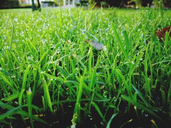 Close-up of insect on grass
