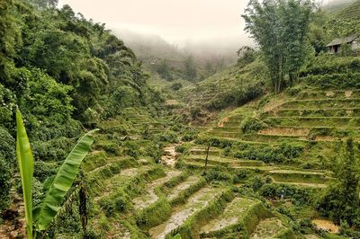 Scenic view of agricultural field