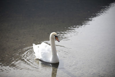 White swan swimming in lake