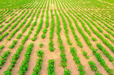 Full frame shot of agricultural field