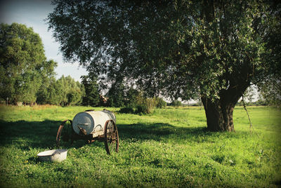 Trees on grassy field