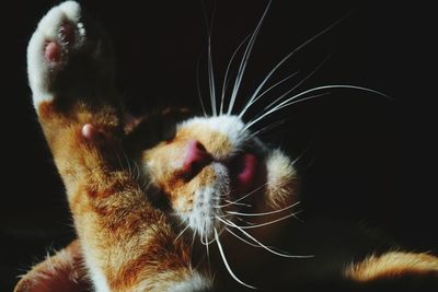 Close-up of cat