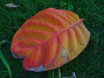 High angle view of orange leaf on field