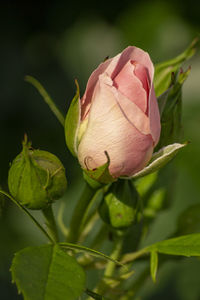 Close-up of pink rose bud