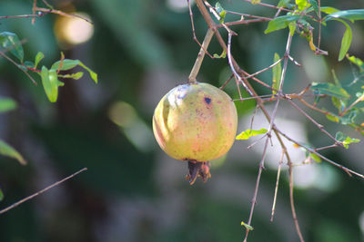 Close-up of fruits growing on tree pomegranate