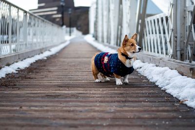 Dog lying on footpath