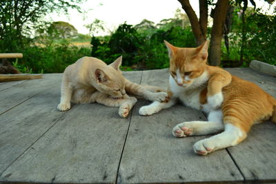 Cats sitting outdoors