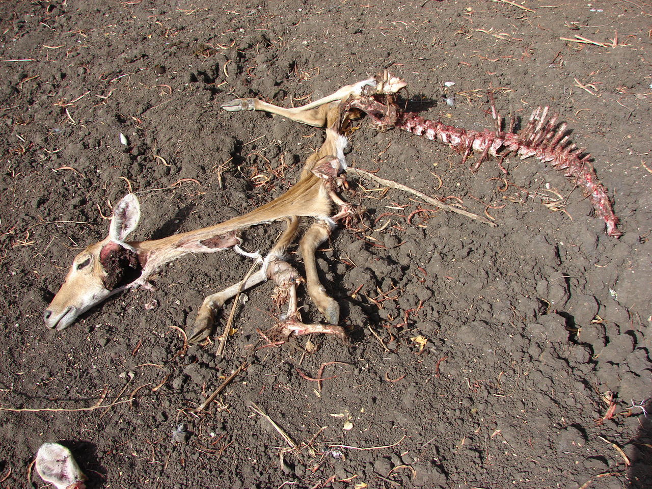 HIGH ANGLE VIEW OF STARFISH ON FIELD