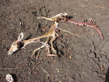 High angle view of crab on field