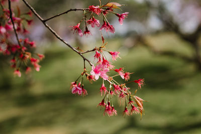 Close-up of pink cherry blossoms in spring