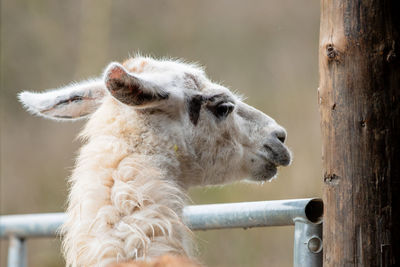 Close-up of a lama
