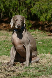 Portrait of dog sitting on field