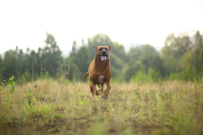 Portrait of dog on field