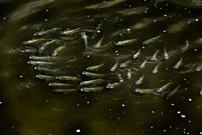 View of birds in water