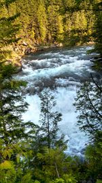 River flowing through forest