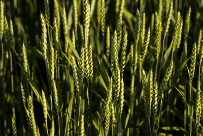 Close-up of wheat growing on field