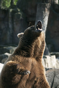 animal themes