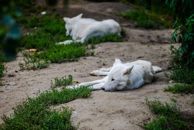 White cat relaxing on field