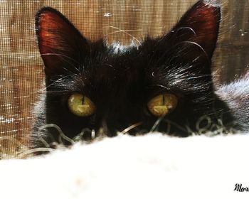 Close-up portrait of a cat