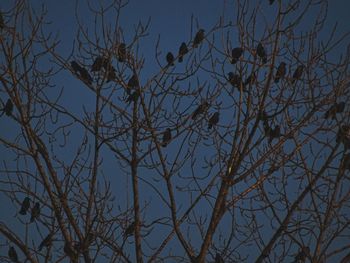 Low angle view of bare tree against sky at night