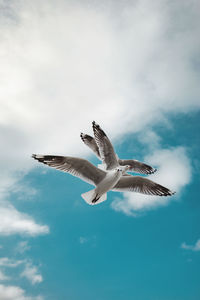 Low angle view of seagull flying in sky