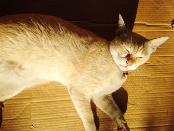 High angle view of cat sleeping on cardboard