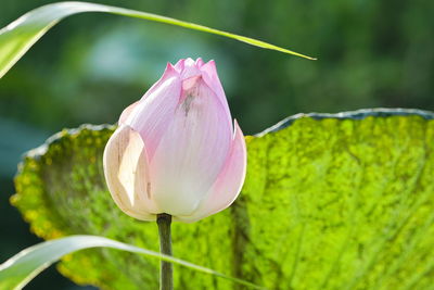 Close-up of pink lotus water lily
