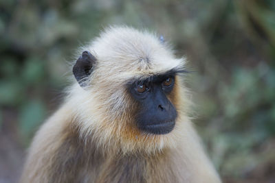 Close-up portrait of cute looking away