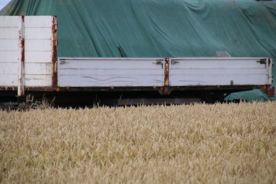 Close-up of wheat field