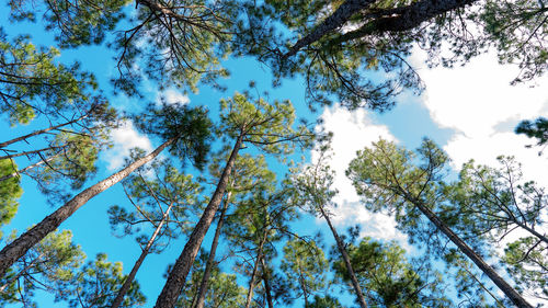 Low angle view of trees against sky