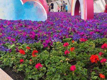 Close-up of pink flowering plants in park