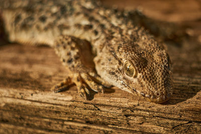 Close-up of a lizard