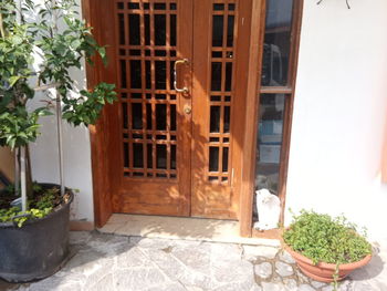 Potted plants on window of building