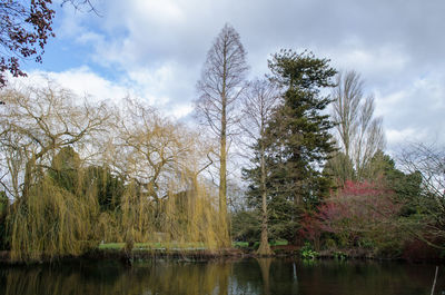 Scenic view of river amidst trees in forest against sky