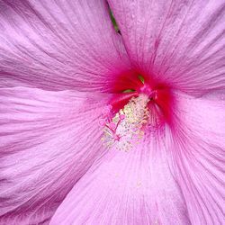 Full frame shot of pink hibiscus