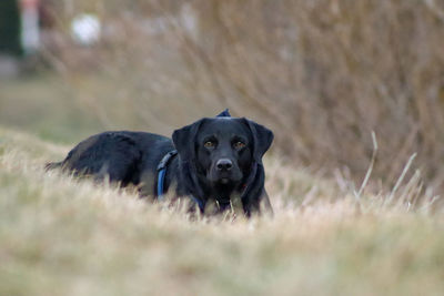 Portrait of black dog on field