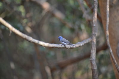 Close-up of bird perching on branch