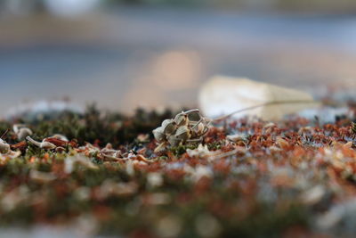 Surface level of dry leaves on land