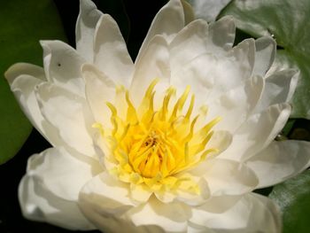 Close-up of white flower blooming outdoors