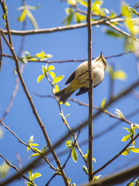 Low angle view of bird perching on branch