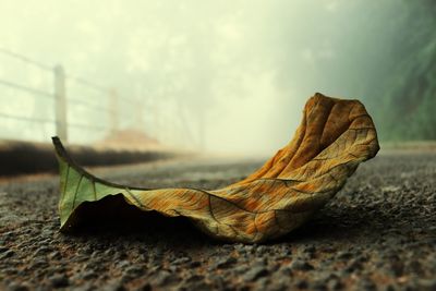 Close-up of dry leaf on land