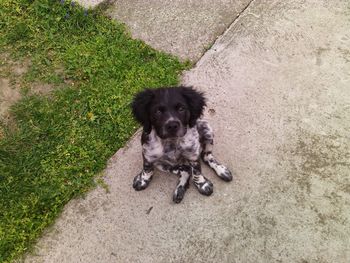 High angle view of puppy sitting on grass