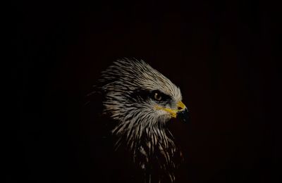 Close-up of owl perching on black background