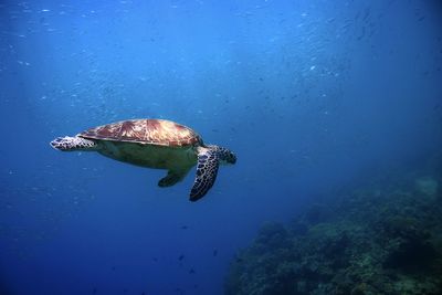 Turtle gliding into coral reef out from the blue