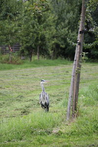 Bird on a field