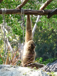 Monkey sitting on tree